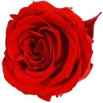 daiktų „Infinity Roses“ tikros gėlės, mini rožių galvutės, raudonos, Ø3cm, 16 vnt.
