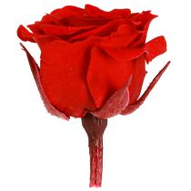 daiktų „Infinity Roses“ tikros gėlės, mini rožių galvutės, raudonos, Ø3cm, 16 vnt.