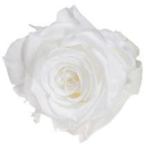 daiktų „Infinity Roses“ tikrų rožių galvučių mini rožės baltos Ø3cm 16 vnt.