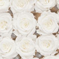 daiktų „Infinity Roses“ tikrų rožių galvučių mini rožės baltos Ø3cm 16 vnt.