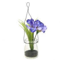 Iris alyvinė stiklinėje pakabinimui H21,5cm