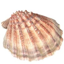 daiktų Tikros šukutės natūralios – jūrinio skonio natūralios 1 kg