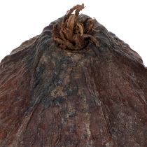 daiktų Kakavos vaisiai, natūralūs, 10-18 cm, 15 vnt.