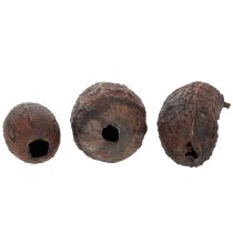 daiktų Kakavos vaisiai, natūralūs, 10-18 cm, 15 vnt.