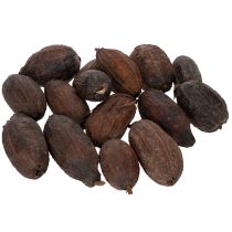 daiktų Kakavos vaisiai, natūralūs, 10-18 cm, 15 vnt.