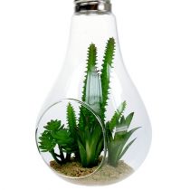 Kaktusai stiklinėje pakabinti 21cm