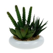 Kaktusai vazone Ø12cm 1vnt