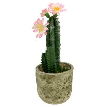 Kaktusas vazonėlyje su žiedais rožinės spalvos H 21cm
