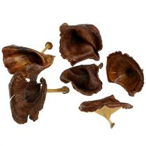 daiktų Kalix Mushroom Natural Lacquered 100 vnt