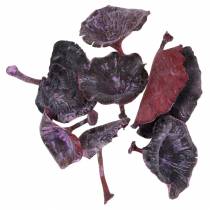 daiktų Kalix Mushroom Purple, White Wash 100 Vnt