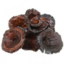 daiktų Kalix Mushroom Natūralūs lakuoti sausi grybai Dekoracija Didelis 50 vnt