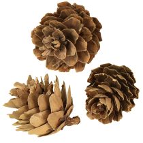 daiktų Pušies kankorėžiai, natūralūs maži kankorėžių papuošimai tinklelyje 2,5-3,5 cm 300 g