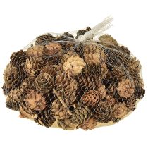 daiktų Pušies kankorėžiai, natūralūs maži kankorėžių papuošimai tinklelyje 2,5-3,5 cm 300 g