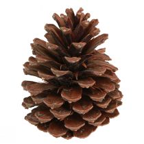 daiktų Kankorėžiai Pinus Maritima jūrinių kankorėžių dekoracija 12-13cm 3 vnt