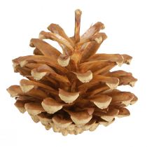 daiktų Kankorėžiai Paprastoji pušis Pinus sylvestris H3–5cm 1kg