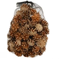 daiktų Kankorėžiai Paprastoji pušis Pinus sylvestris H3–5cm 1kg