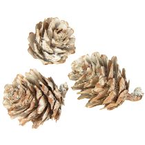 daiktų Baltinti pušies kankorėžiai, mažų kankorėžių dekoracija tinklelyje, 2,5-3,5 cm, 500 g
