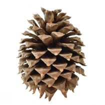 daiktų Kankorėžiai Coulter pušis natural Ø13cm H18cm 1 vnt