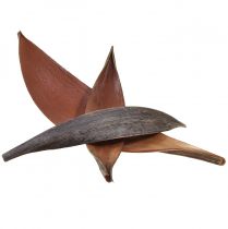 daiktų Kokoso lukštai kokoso lapai natūralūs džiovinti 22cm - 42cm 25vnt