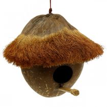 Kokosas kaip inkilas, paukščių namelis pakabinti, kokoso puošmena Ø16cm L46cm