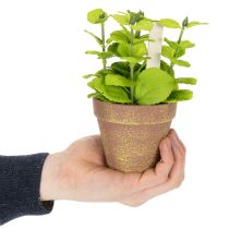 daiktų Dirbtinių žolelių vazonas su dekoratyvinėmis žolelėmis virtuvei, sodui, balkonui ar terasai, 15 m³, 3 vnt.