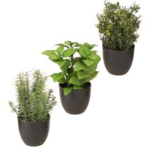daiktų Dirbtinės žolės bazilikas čiobrelis rozmarinas Ø11,5cm 3vnt