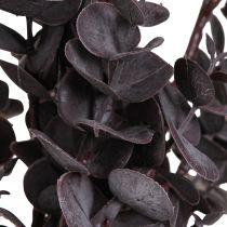 daiktų Dekoratyvinės dirbtinės eukalipto šakelės Eukalipto violetinė 38cm 3vnt