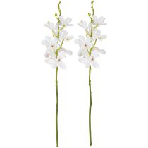 daiktų Dirbtinės orchidėjos, balti žiedai, Ø3,5–5 cm, ilgis 38 cm, 2 vnt.