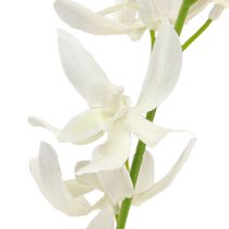 daiktų Dirbtinės orchidėjų šakelės kremas Baltos gėlės L90cm 2vnt