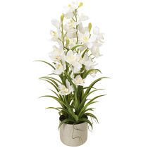 daiktų Dirbtinės orchidėjos vazone su baltomis gėlėmis H80cm
