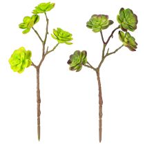 daiktų Dirbtiniai sukulentai su stiebu žalia violetine asorti 32cm 2vnt