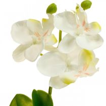Dirbtinės orchidėjos Dirbtinių gėlių orchidėja balta 20cm