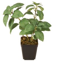 daiktų Dirbtinis bazilikas vazonėlyje Žaliosios žolelės H22cm