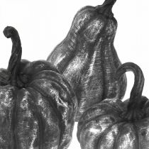 Dekoratyvinis moliūgas sidabrinis, juodas asorti H10,5/14,5/17,5cm 3vnt.