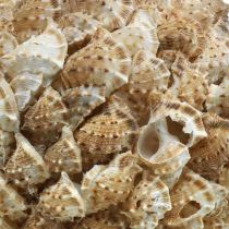 Kriauklių dekoravimo rutulinės jūros sraigės Jūrinė dekoracija pakabinimui Ø18cm