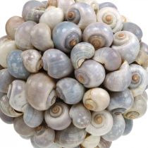 Deco rutulys jūrinių sraigių kiautų rutulys natūralios dekoracijos jūrinis Ø19cm