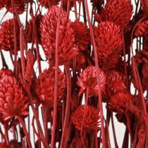 daiktų Gaublys burnočiai Gomphrena Globosa tamsiai raudonos spalvos L45cm 100g
