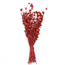 daiktų Rutulys (Gomphrena globosa), raudonas, sausas, 45 cm, 100 g