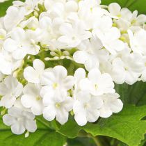 daiktų Dirbtinės gėlės Sniego gniūžtė Viburnum Dirbtinė balta 60cm 4 vnt