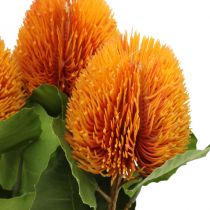 Dirbtinės gėlės, Banksia, Proteaceae Orange L58cm A6cm 3vnt