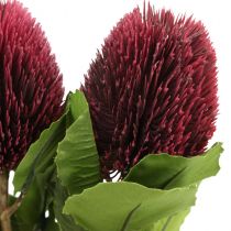 Dirbtinės gėlės, Banksia, Proteaceae vyno raudona L58cm A6cm 3vnt