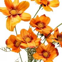 daiktų Dirbtinės gėlės Cosmea Orange papuošalų krepšelis H51cm 3vnt