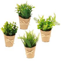 daiktų Dirbtiniai augalai Dirbtinis paparčio buksmedis 15-19cm 4vnt
