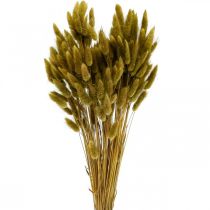 Lagurus džiovintos triušio uodegos žolės alyvuogės 65-70cm 100g
