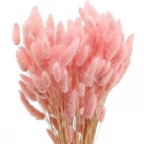 Lagurus džiovintos triušio uodegos žolė šviesiai rožinė 65-70 cm 100 g