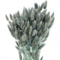 Lagurus džiovinta triušio uodega mėlyna žalia žolė 65-70cm 100g