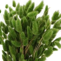 daiktų Džiovintos kiškio žolės (Lagurus) 65-70 cm 75 g