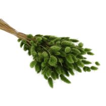 daiktų Džiovintos kiškio žolės (Lagurus) 65-70 cm 75 g