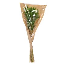 daiktų Džiovintos kiškio žolės (Lagurus) 65-70 cm 75 g