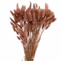 Sausa floristika triušio uodegos žolė Lagurus rausvai ruda 100g